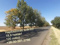 Eladó mezogazdasagi ingatlan, Hajdúszováton 120 M Ft