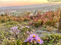 Eladó telek, Budaörsön 576 M Ft / költözzbe.hu