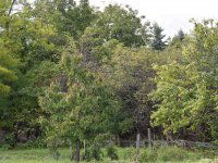 Eladó telek, Tápon 5 M Ft / költözzbe.hu