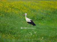 Eladó mezogazdasagi ingatlan