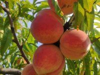 Eladó mezogazdasagi ingatlan, Debrecenben 115 M Ft, 3 szobás