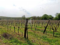 Eladó telek, Pécselyen 75 M Ft / költözzbe.hu