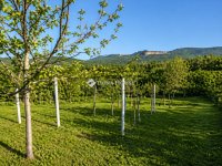 Eladó telek, Vácon, Présház utcában 49 M Ft