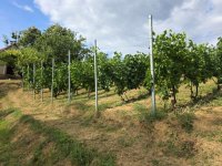 Eladó mezogazdasagi ingatlan, Hetvehelyen 4.9 M Ft