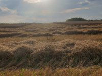 Eladó mezogazdasagi ingatlan
