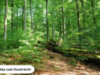 Eladó mezogazdasagi ingatlan, Délegyházán 49.9 M Ft