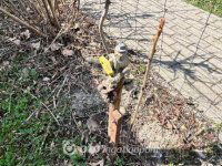 Eladó családi ház, Nemesgörzsönyön 21.9 M Ft, 2 szobás