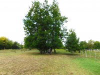 Eladó telek, Siófokon 36.5 M Ft / költözzbe.hu