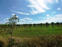 Eladó mezogazdasagi ingatlan, Sződön 60 M Ft