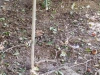 Eladó családi ház, Lippón 3.9 M Ft, 2 szobás