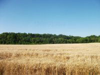 Eladó mezogazdasagi ingatlan, Alsópáhokon 5 M Ft