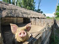 Eladó telek, Nagytarcsán 184 M Ft / költözzbe.hu