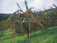 Eladó telek, Fülöpházán 42.9 M Ft / költözzbe.hu