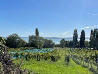 Eladó mezogazdasagi ingatlan, Balatonszepezden 4 M Ft