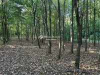 Eladó családi ház, Kecskeméten 650 M Ft, 11 szobás