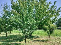 Eladó családi ház, Szilen 37 M Ft, 3 szobás