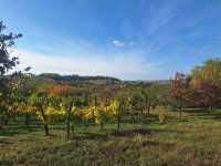 Eladó mezogazdasagi ingatlan