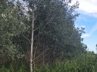 Eladó mezogazdasagi ingatlan, Mikebudán 9.5 M Ft