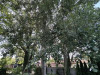 Eladó családi ház, XVII. kerületben 349 M Ft, 7 szobás