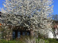 Eladó családi ház, Pécelen 208 M Ft, 7 szobás