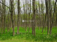 Eladó telek, Lakitelken 8.2 M Ft / költözzbe.hu