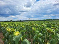 Eladó telek, Gombán 45 M Ft / költözzbe.hu