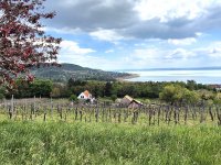 Eladó nyaraló, Badacsonytomajon 66.5 M Ft, 2 szobás