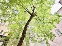 Eladó téglalakás, VI. kerületben 135 M Ft, 4 szobás