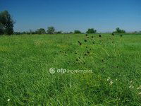 Eladó mezogazdasagi ingatlan