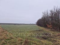 Eladó mezogazdasagi ingatlan