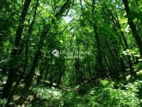 Eladó telek, Regenyén 3.5 M Ft / költözzbe.hu