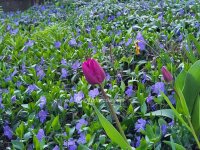 Eladó családi ház, Zamárdiban 115 M Ft, 6+2 szobás