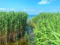 Eladó telek, Balatonmáriafürdőn 89 M Ft / költözzbe.hu