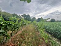 Eladó mezogazdasagi ingatlan, Mohácson 6.9 M Ft