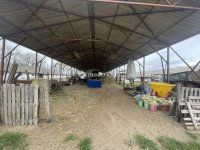 Eladó mezogazdasagi ingatlan, Domaszéken 160 M Ft