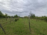 Eladó mezogazdasagi ingatlan, Pásztón 4 M Ft