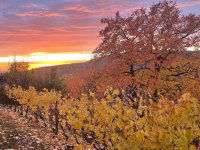 Eladó telek, Pécsett 14.9 M Ft / költözzbe.hu