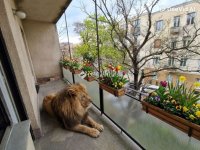 Eladó téglalakás, Budapesten, I. kerületben 126 M Ft, 1 szobás