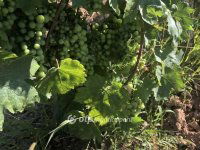 Eladó mezogazdasagi ingatlan