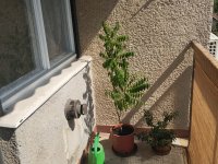 Eladó téglalakás, Makón 33 M Ft, 2 szobás