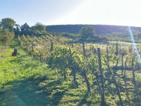 Eladó mezogazdasagi ingatlan, Balatonlelleén 29.5 M Ft