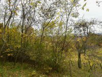 Eladó telek, Pécselyen 24.99 M Ft / költözzbe.hu