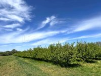 Eladó mezogazdasagi ingatlan, Siófokon 33 M Ft