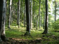 Eladó mezogazdasagi ingatlan, Csökölyön 7.5 M Ft