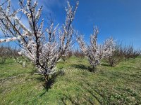 Eladó mezogazdasagi ingatlan, Szentesen 22.8 M Ft