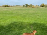 Eladó mezogazdasagi ingatlan, Lajosmizsén 205 M Ft, 22+4 szobás