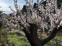 Eladó családi ház, Százhalombattán 74.9 M Ft, 3 szobás