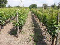 Eladó telek, Nagyberkin 2.5 M Ft / költözzbe.hu