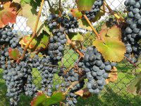 Eladó telek, Alsópáhokon 10.5 M Ft / költözzbe.hu