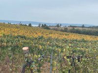 Eladó mezogazdasagi ingatlan